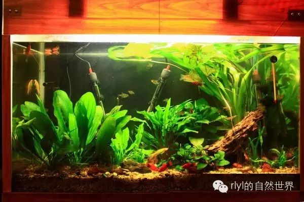 打造完美水族箱的初级攻略：从零开始的水族箱设置指南