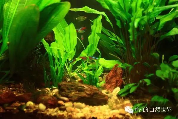 打造完美水族箱的初级攻略：从零开始的水族箱设置指南