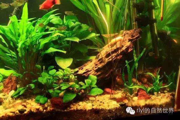 打造完美水族箱的初级攻略：从零开始的水族箱设置指南