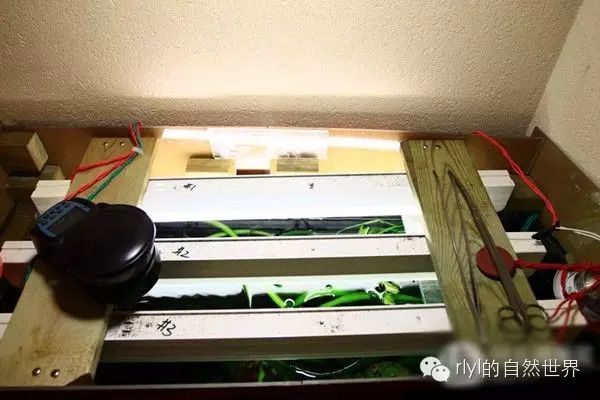 打造完美水族箱的初级攻略：从零开始的水族箱设置指南