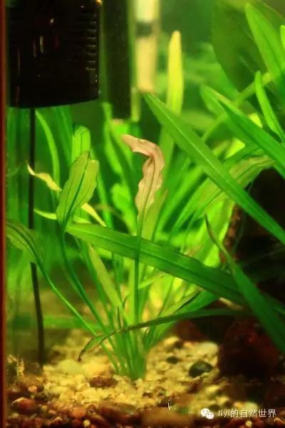 打造完美水族箱的初级攻略：从零开始的水族箱设置指南
